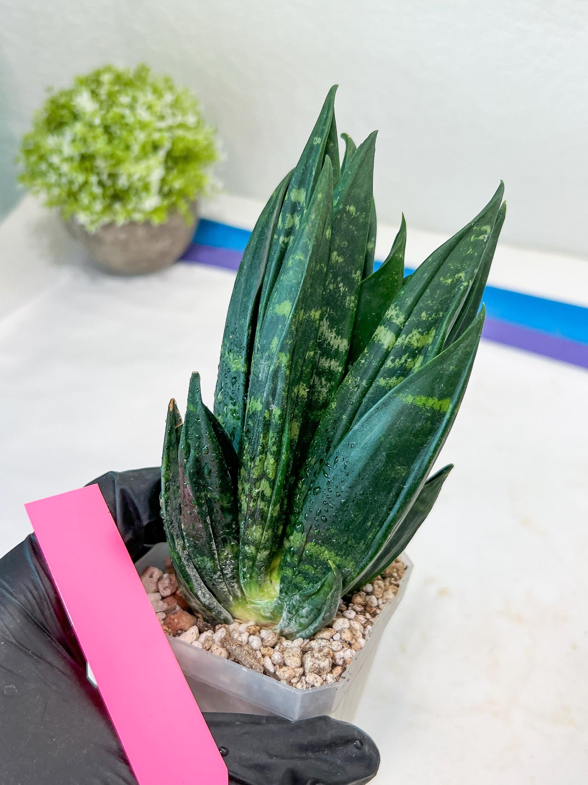 Sansevieria Gaste (P-Y-B) | Snake Plant | Imported Plants
