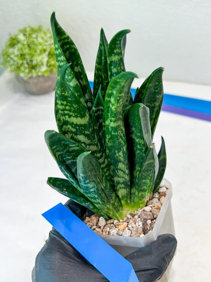 Sansevieria Gaste (P-Y-B) | Snake Plant | Imported Plants