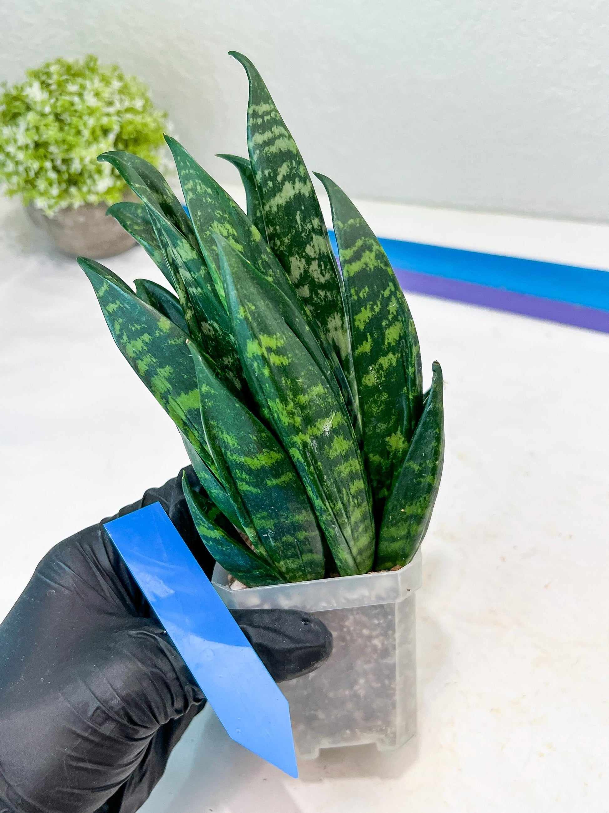 Sansevieria Gaste (P-Y-B) | Snake Plant | Imported Plants