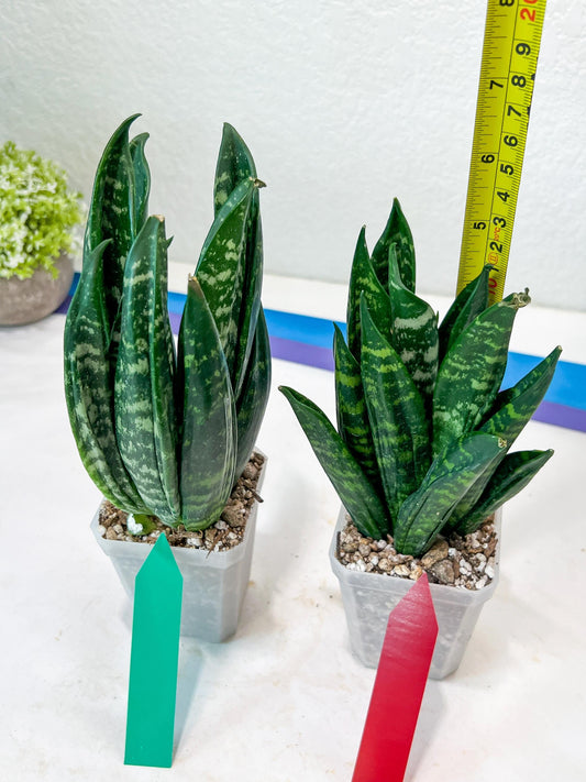 Sansevieria Gaste (G-R) | Snake Plant | Imported Plants