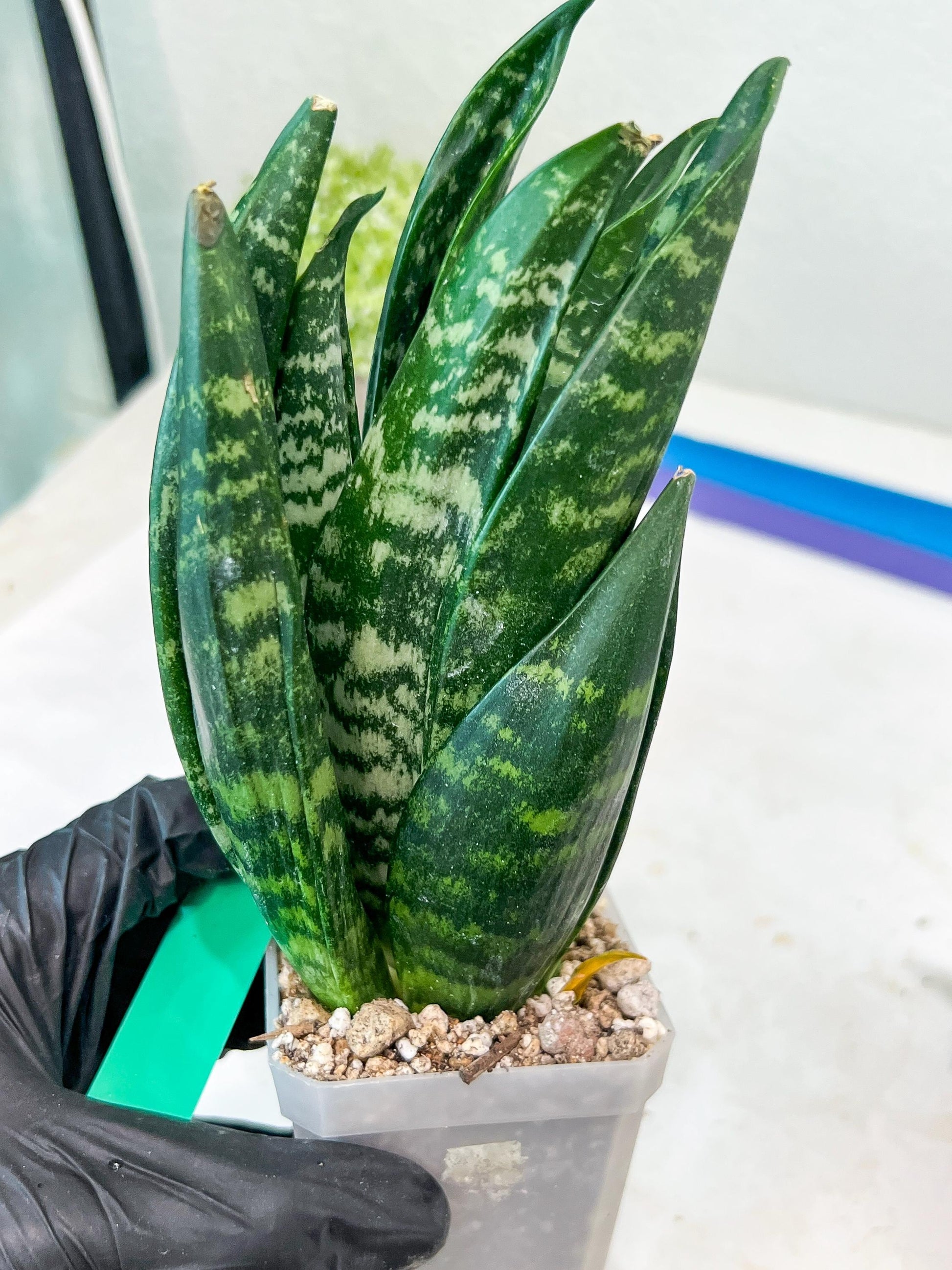 Sansevieria Gaste (G-R) | Snake Plant | Imported Plants