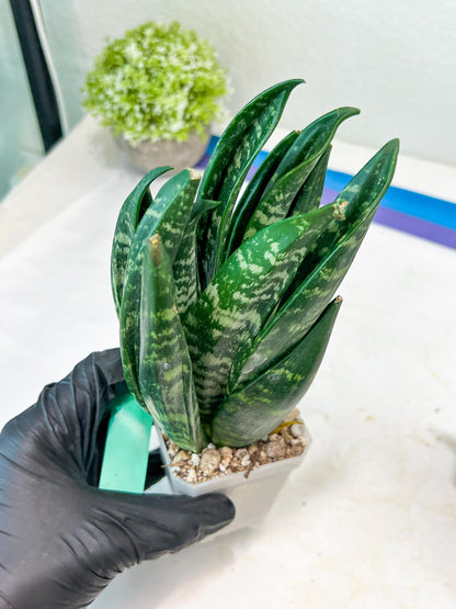 Sansevieria Gaste (G-R) | Snake Plant | Imported Plants
