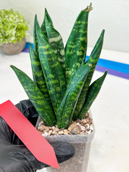 Sansevieria Gaste (G-R) | Snake Plant | Imported Plants
