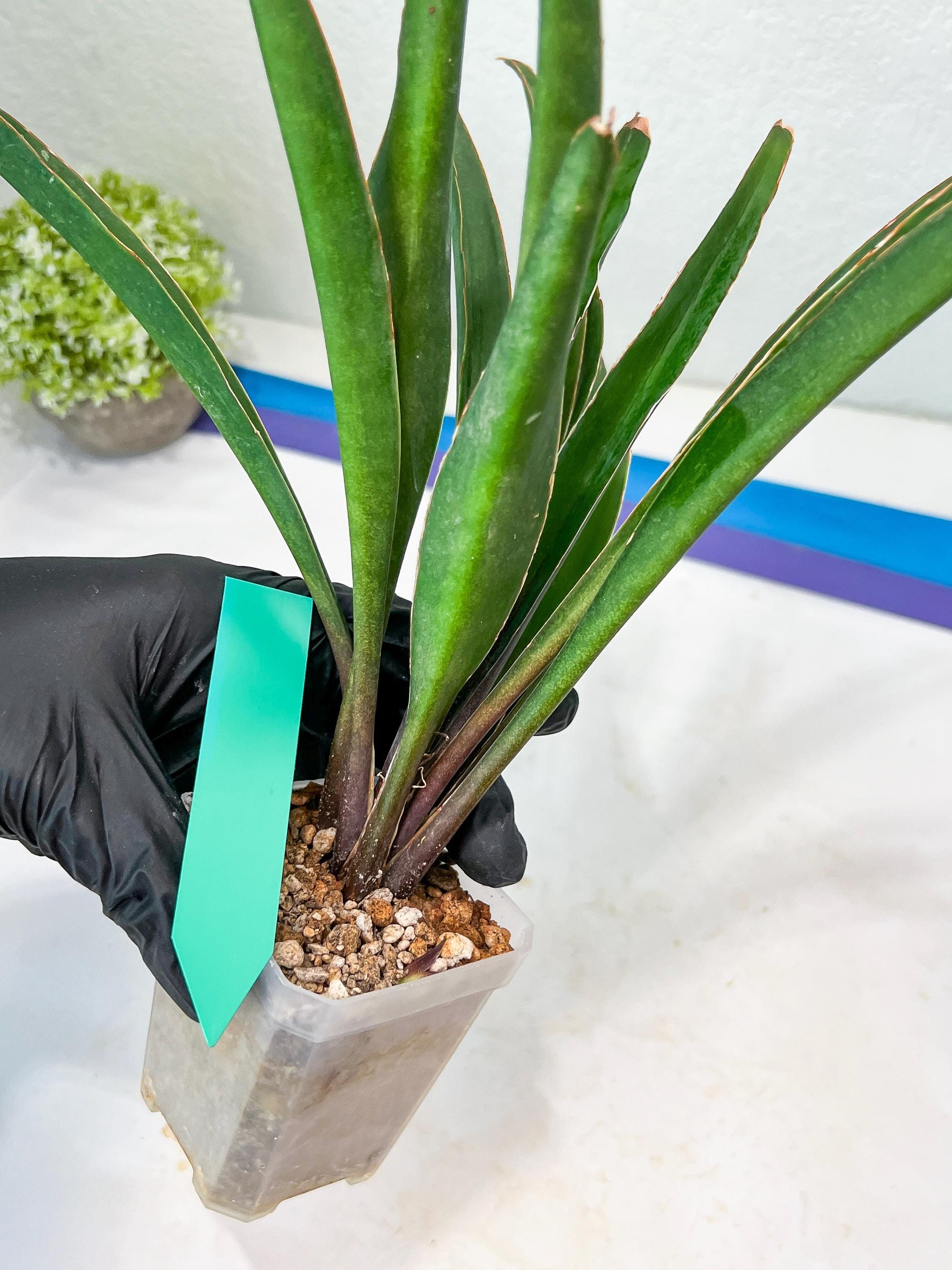 Sansevieria Violet (G-R-O) | Very Rare Import | rare Hybrid