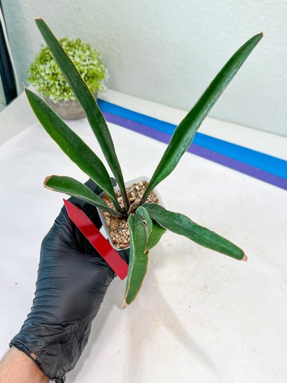 Sansevieria Violet (G-R-O) | Very Rare Import | rare Hybrid