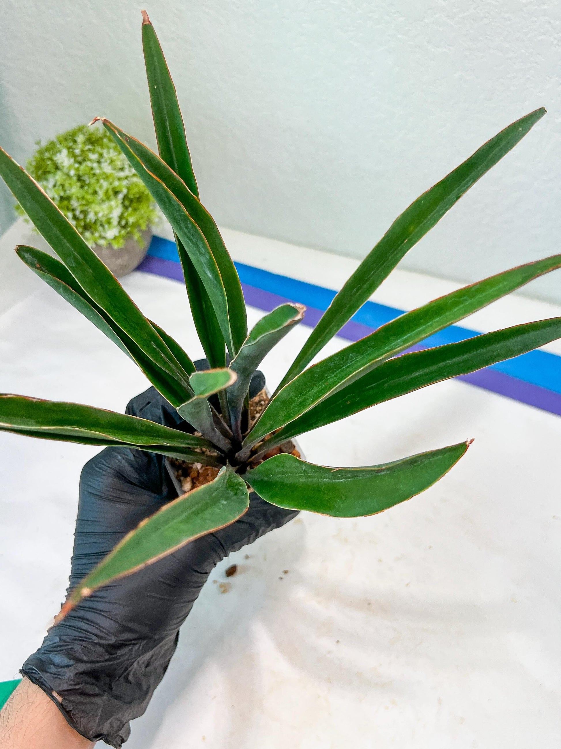 Sansevieria Violet (G-R-O) | Very Rare Import | rare Hybrid