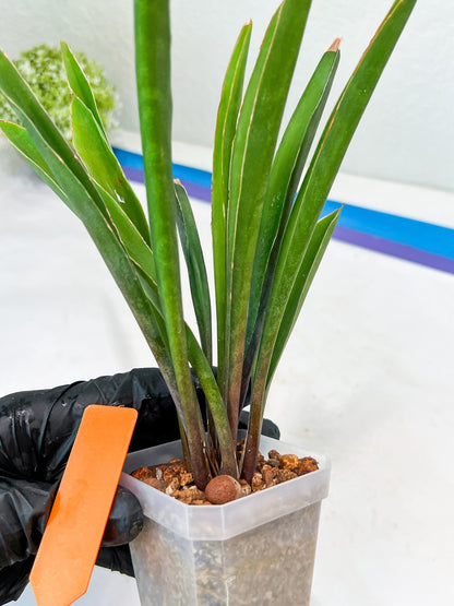 Sansevieria Violet (G-R-O) | Very Rare Import | rare Hybrid