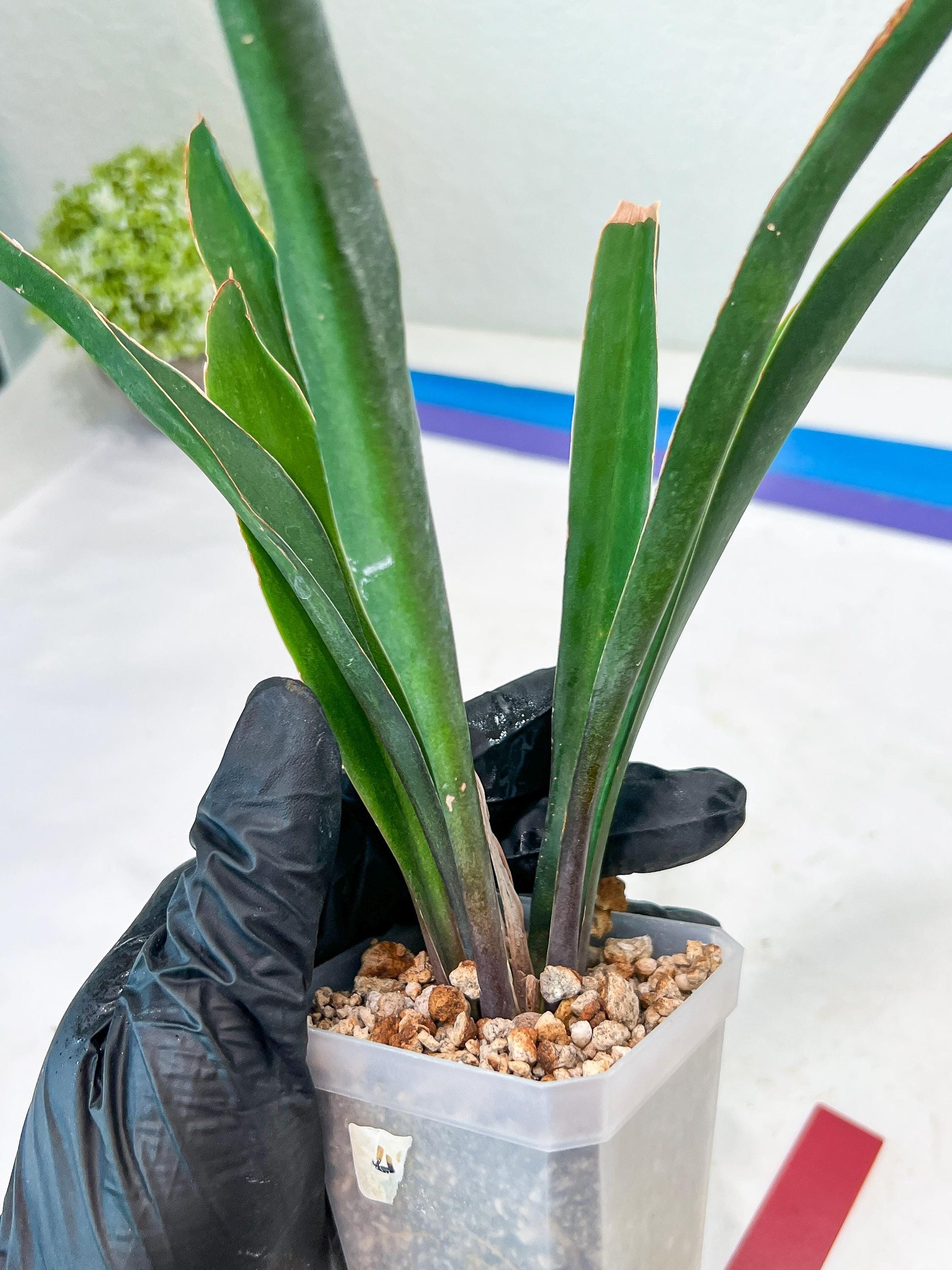 Sansevieria Violet (G-R-O) | Very Rare Import | rare Hybrid