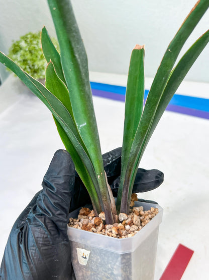 Sansevieria Violet (G-R-O) | Very Rare Import | rare Hybrid