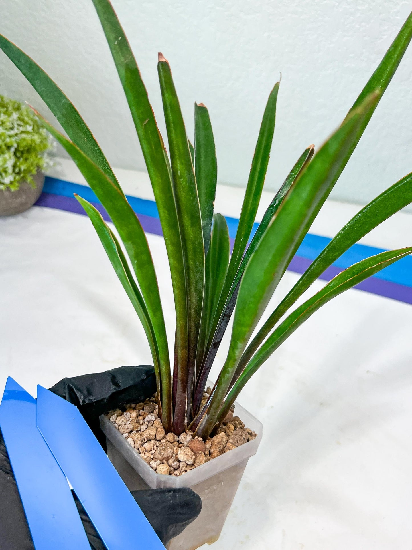 Sansevieria Violet (B-P) | Very Rare Import | rare Hybrid