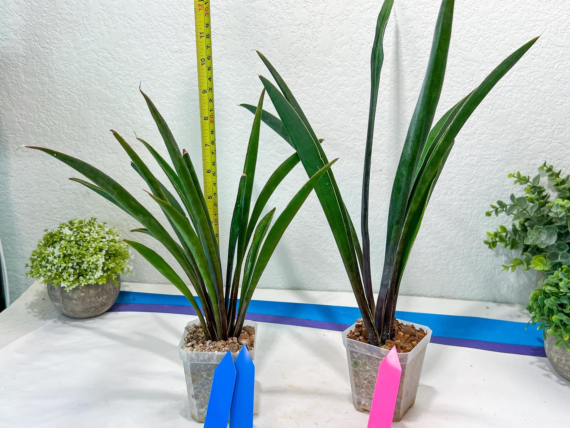 Sansevieria Violet (B-P) | Very Rare Import | rare Hybrid