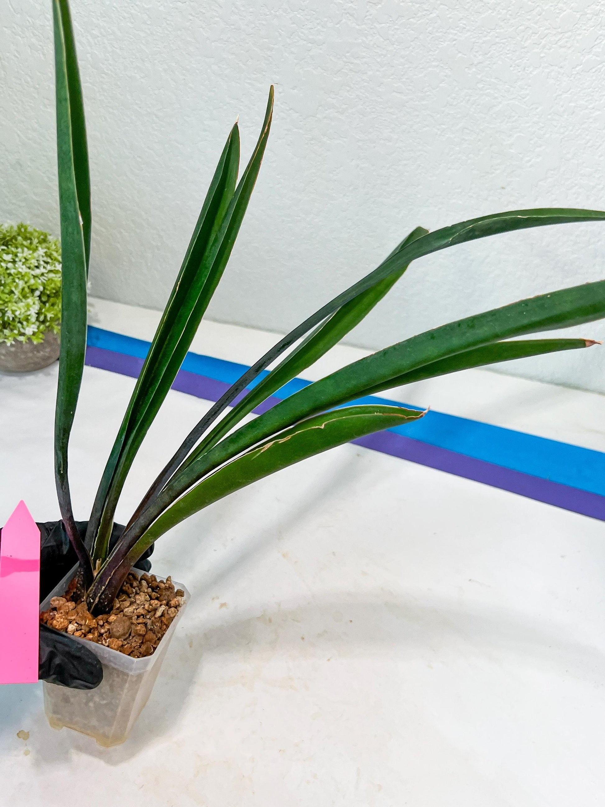 Sansevieria Violet (B-P) | Very Rare Import | rare Hybrid