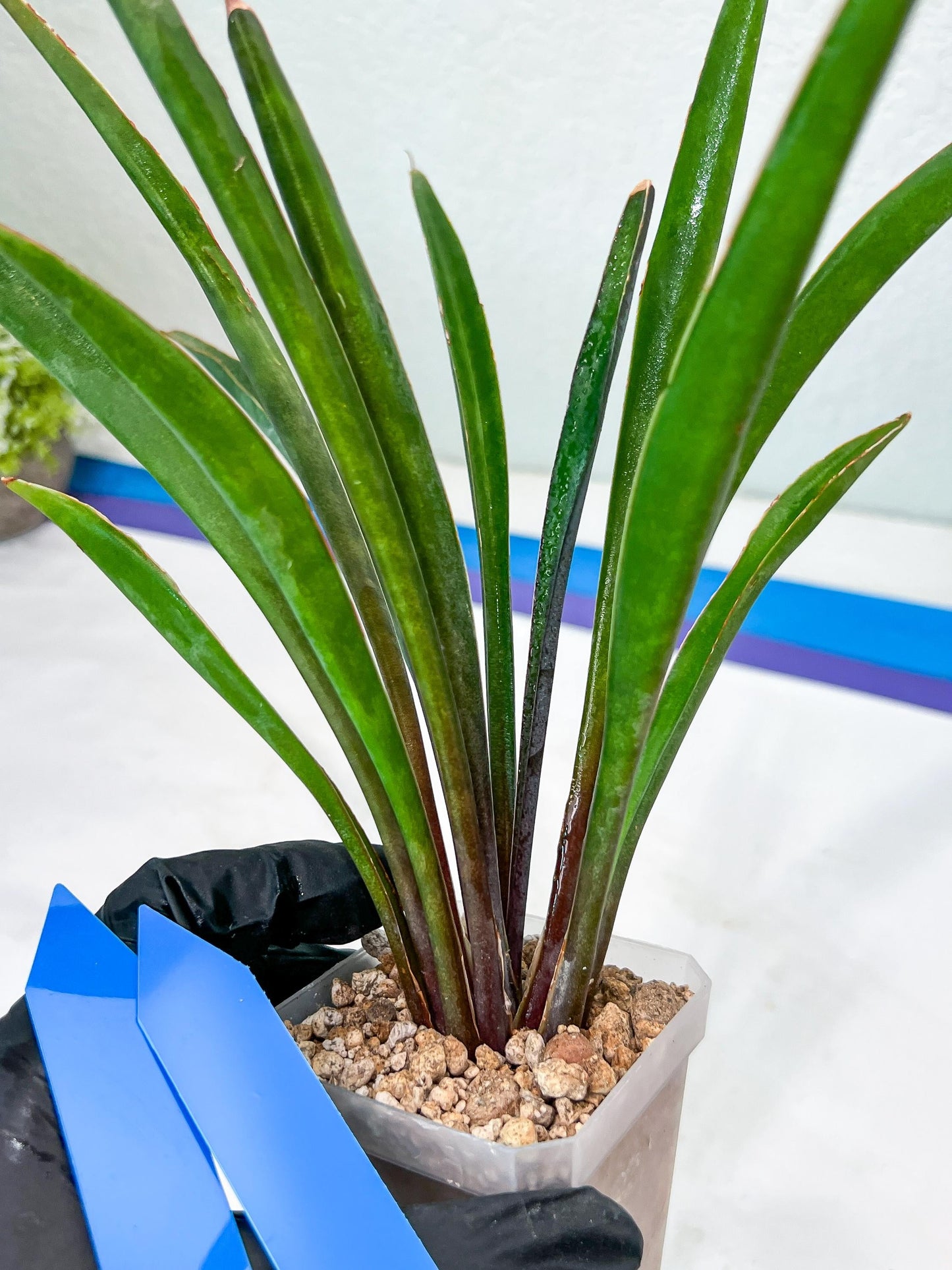 Sansevieria Violet (B-P) | Very Rare Import | rare Hybrid