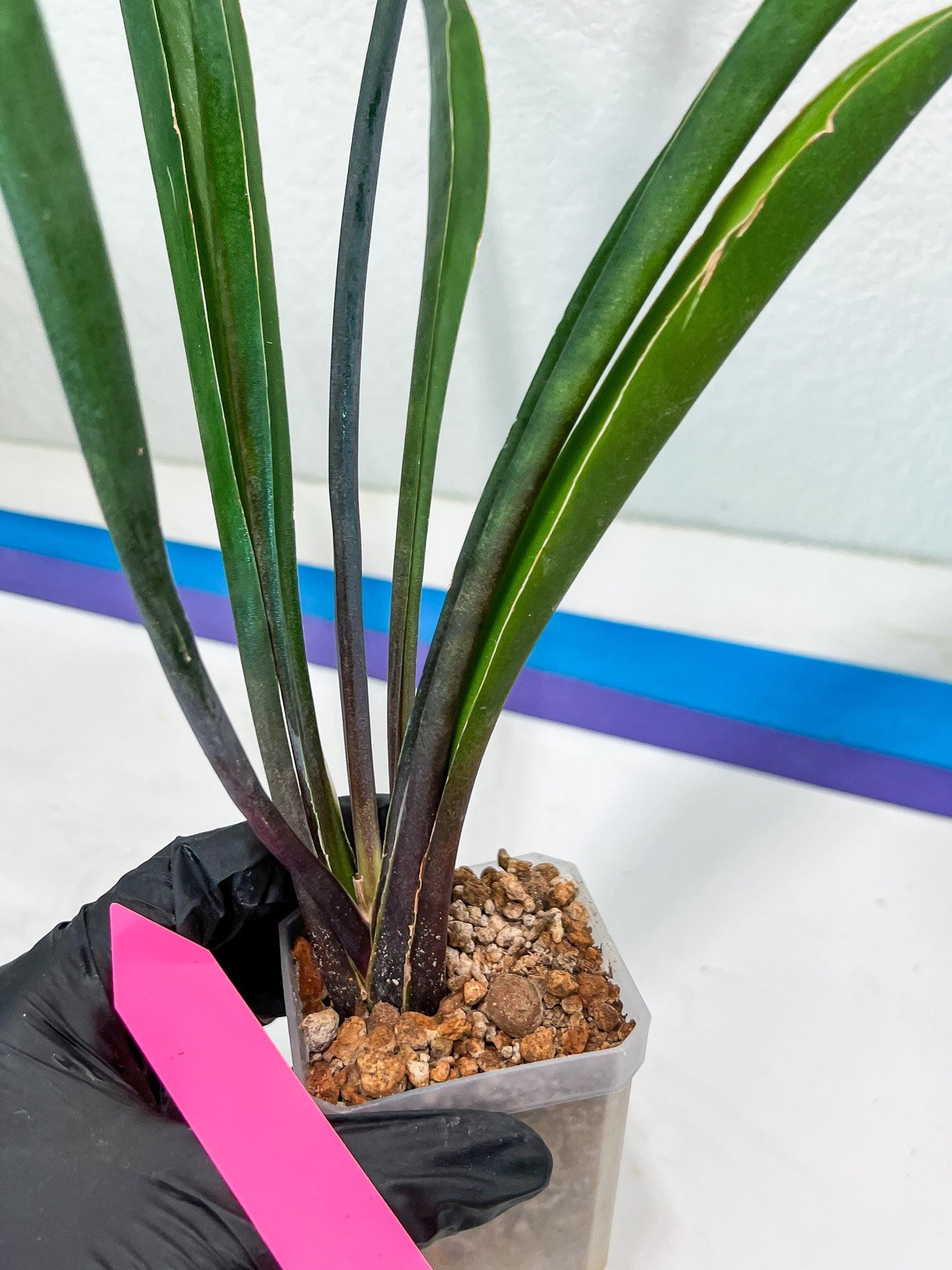 Sansevieria Violet (B-P) | Very Rare Import | rare Hybrid