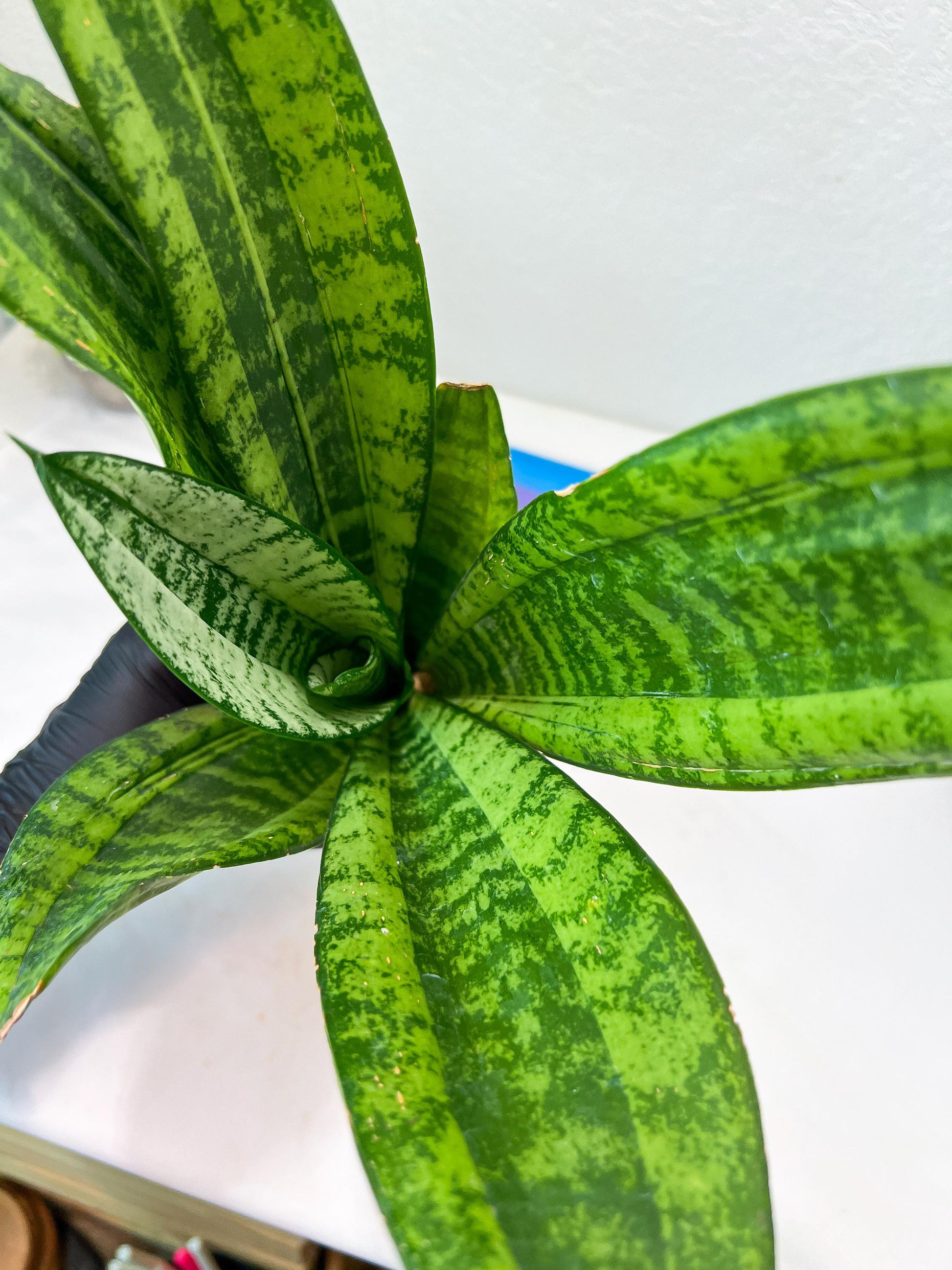 Sansevieria Moonshine Mutant | Choose Your Own Rare Plant