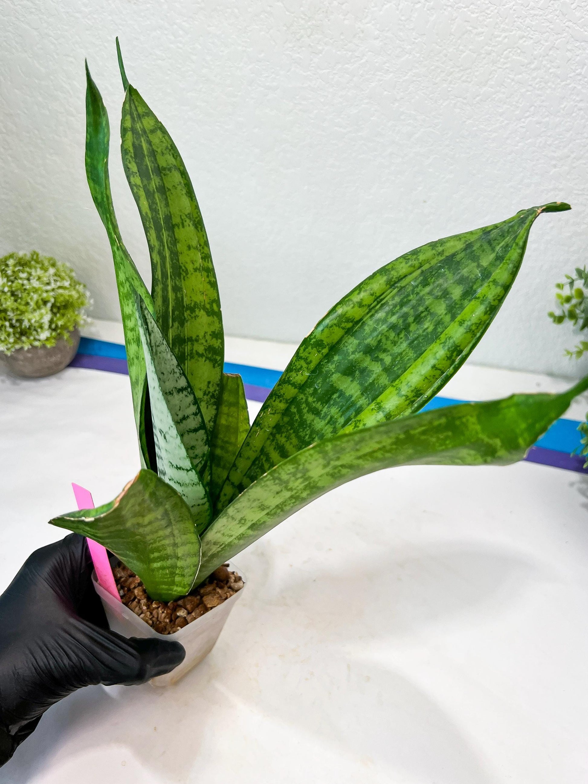 Sansevieria Moonshine Mutant | Choose Your Own Rare Plant