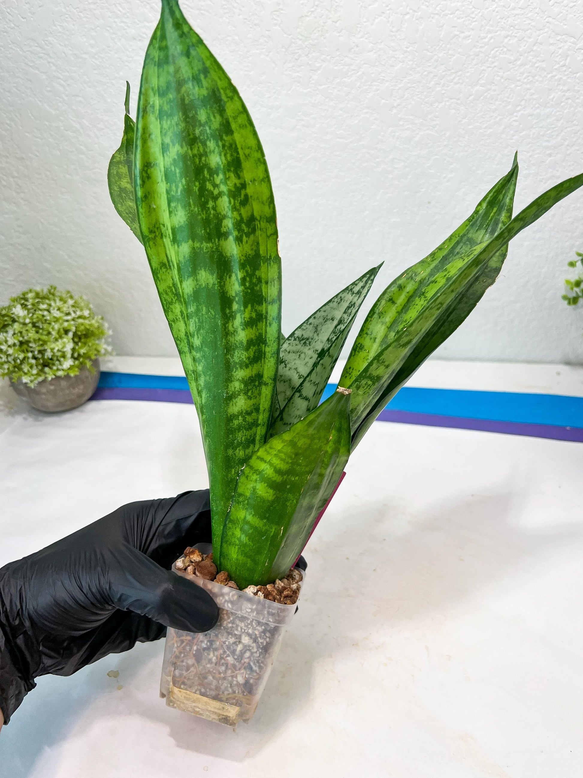 Sansevieria Moonshine Mutant | Choose Your Own Rare Plant