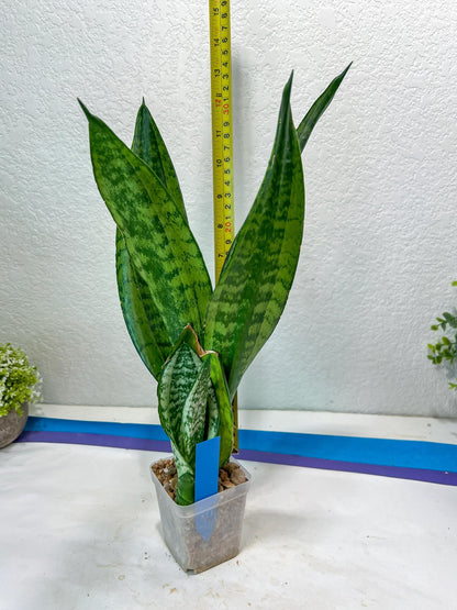 Sansevieria Moonshine Mutant | Imported Plants
