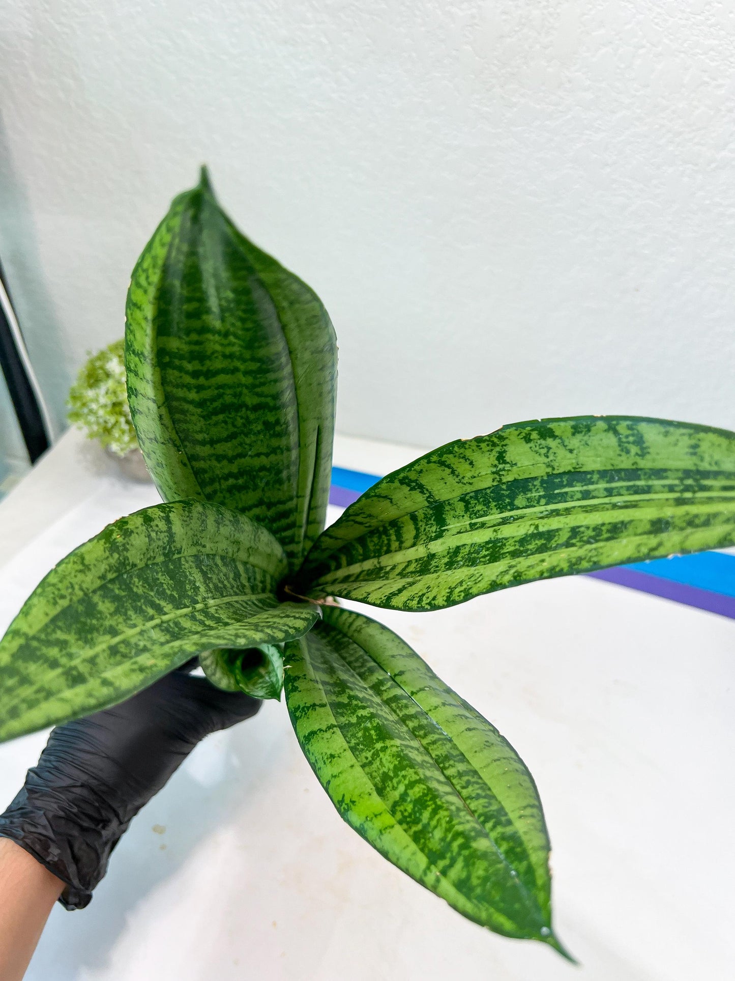 Sansevieria Moonshine Mutant | Imported Plants