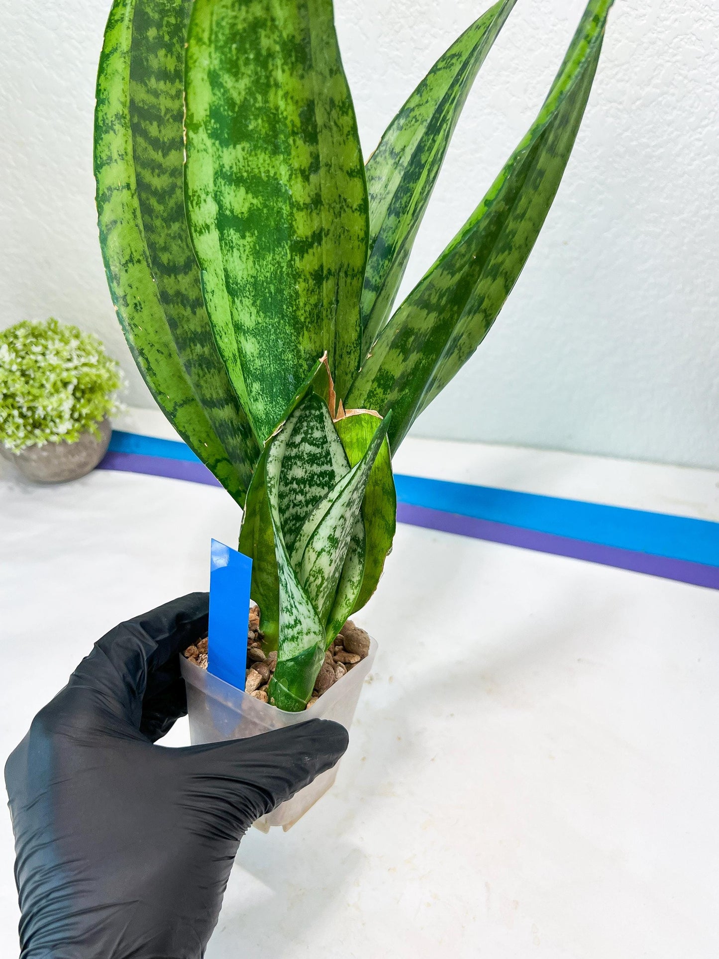 Sansevieria Moonshine Mutant | Imported Plants
