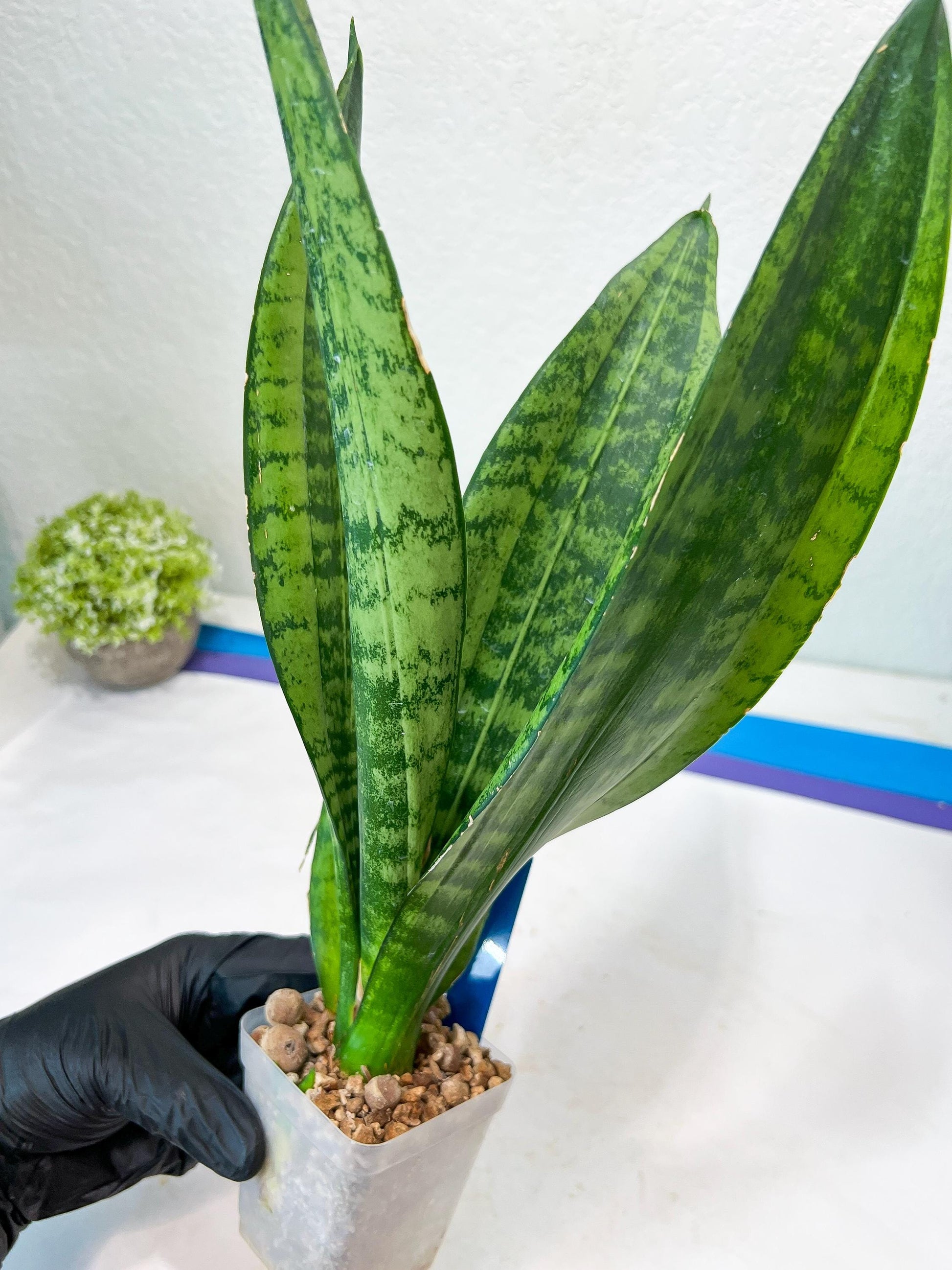 Sansevieria Moonshine Mutant | Imported Plants