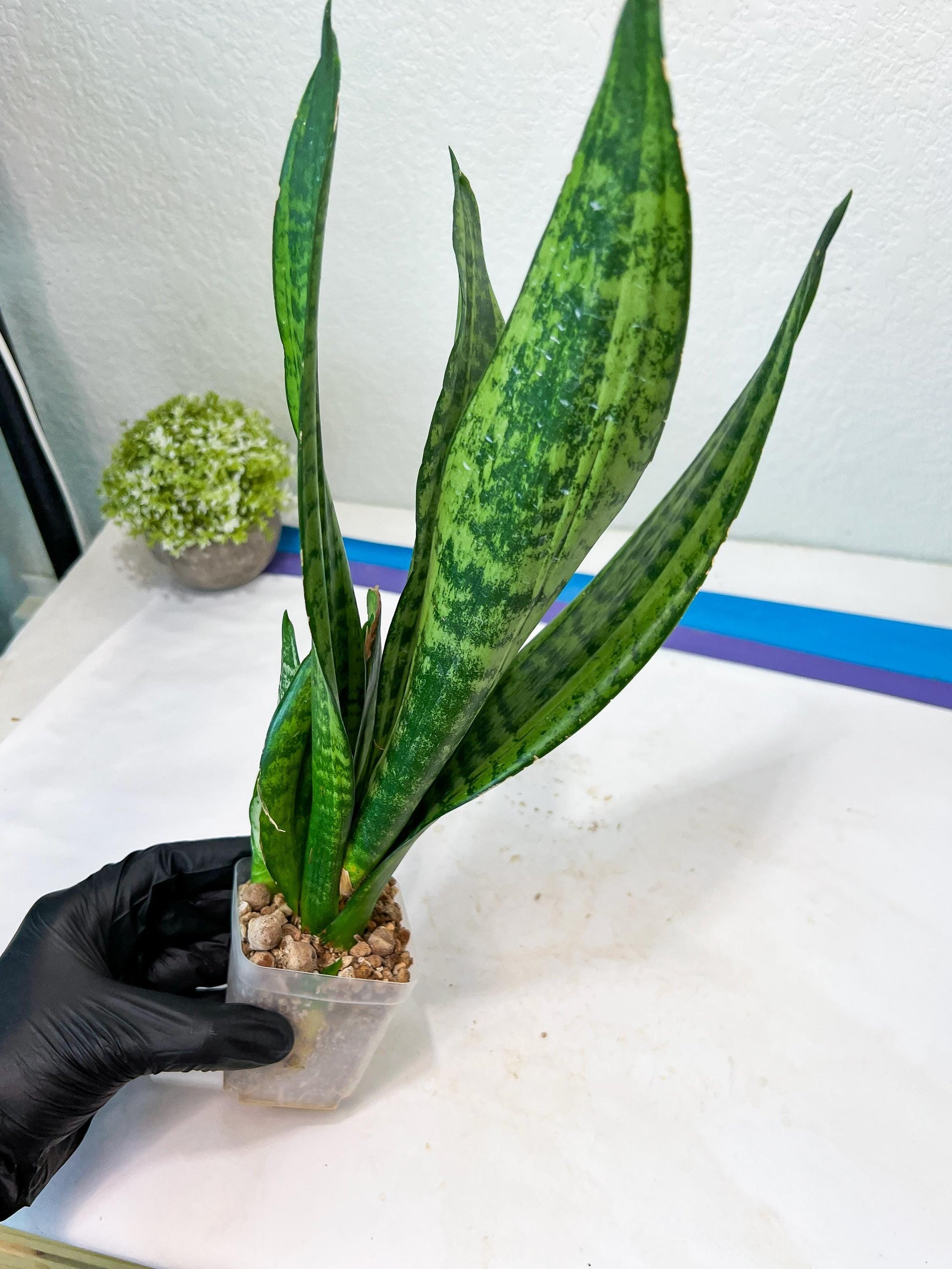 Sansevieria Moonshine Mutant | Imported Plants