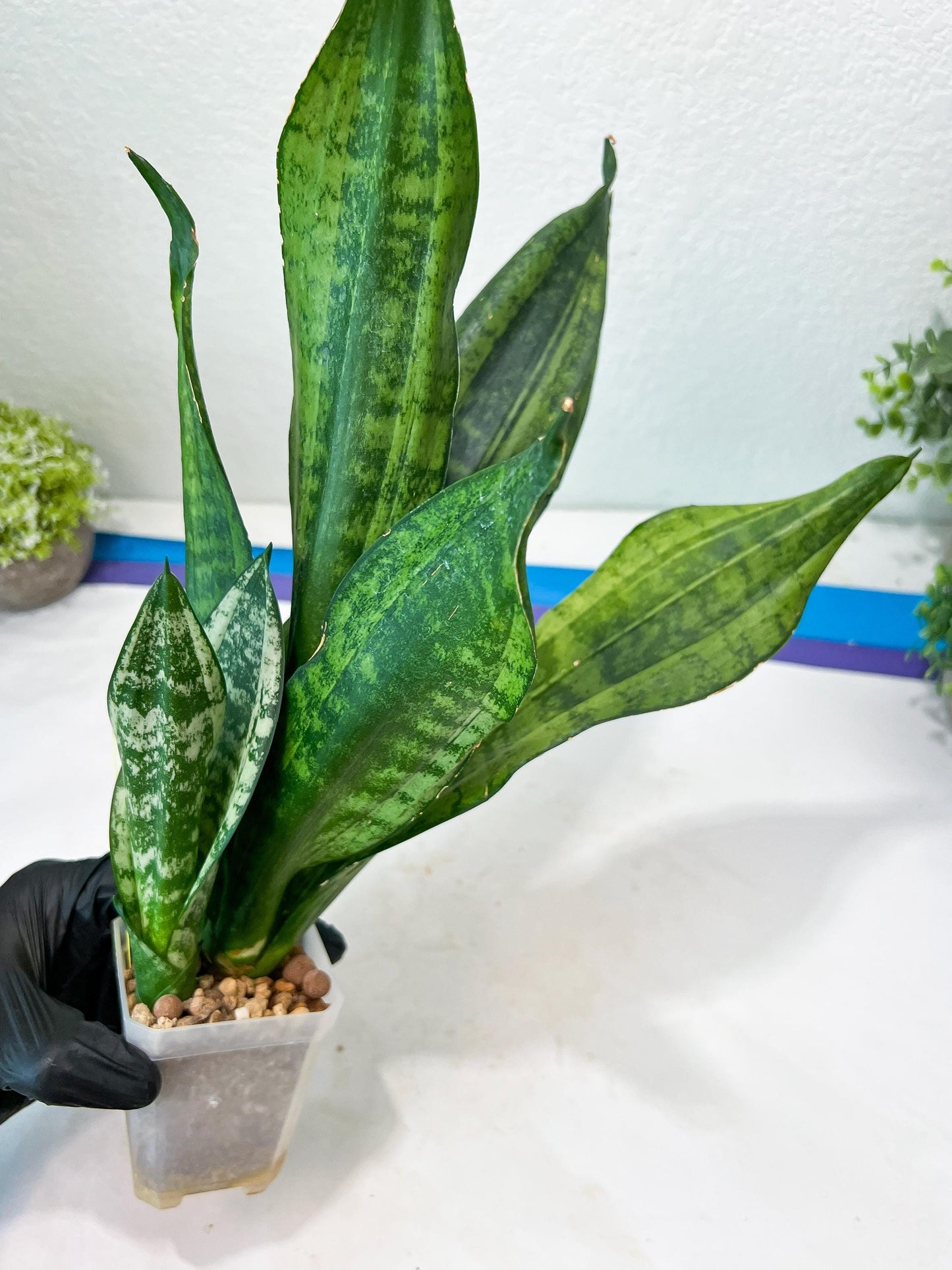 Sansevieria Moonshine Mutant (Y) | Imported Plants