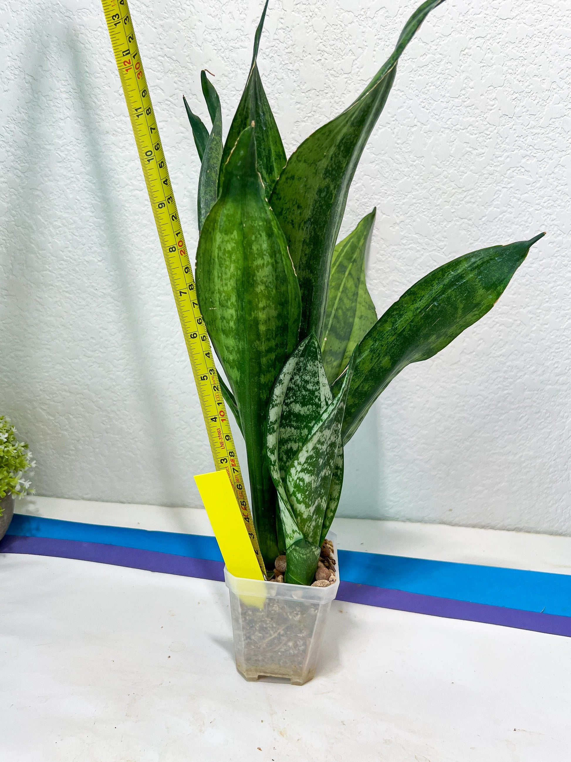 Sansevieria Moonshine Mutant (Y) | Imported Plants