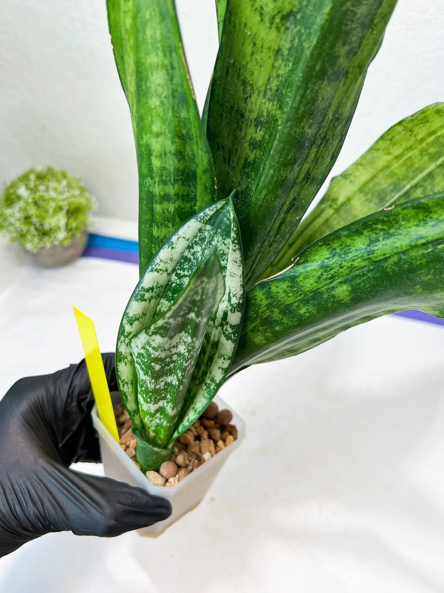 Sansevieria Moonshine Mutant (Y) | Imported Plants