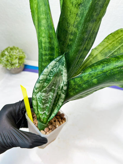 Sansevieria Moonshine Mutant (Y) | Imported Plants