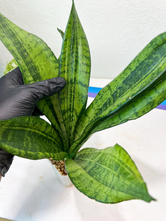 Sansevieria Moonshine Mutant (Y) | Imported Plants