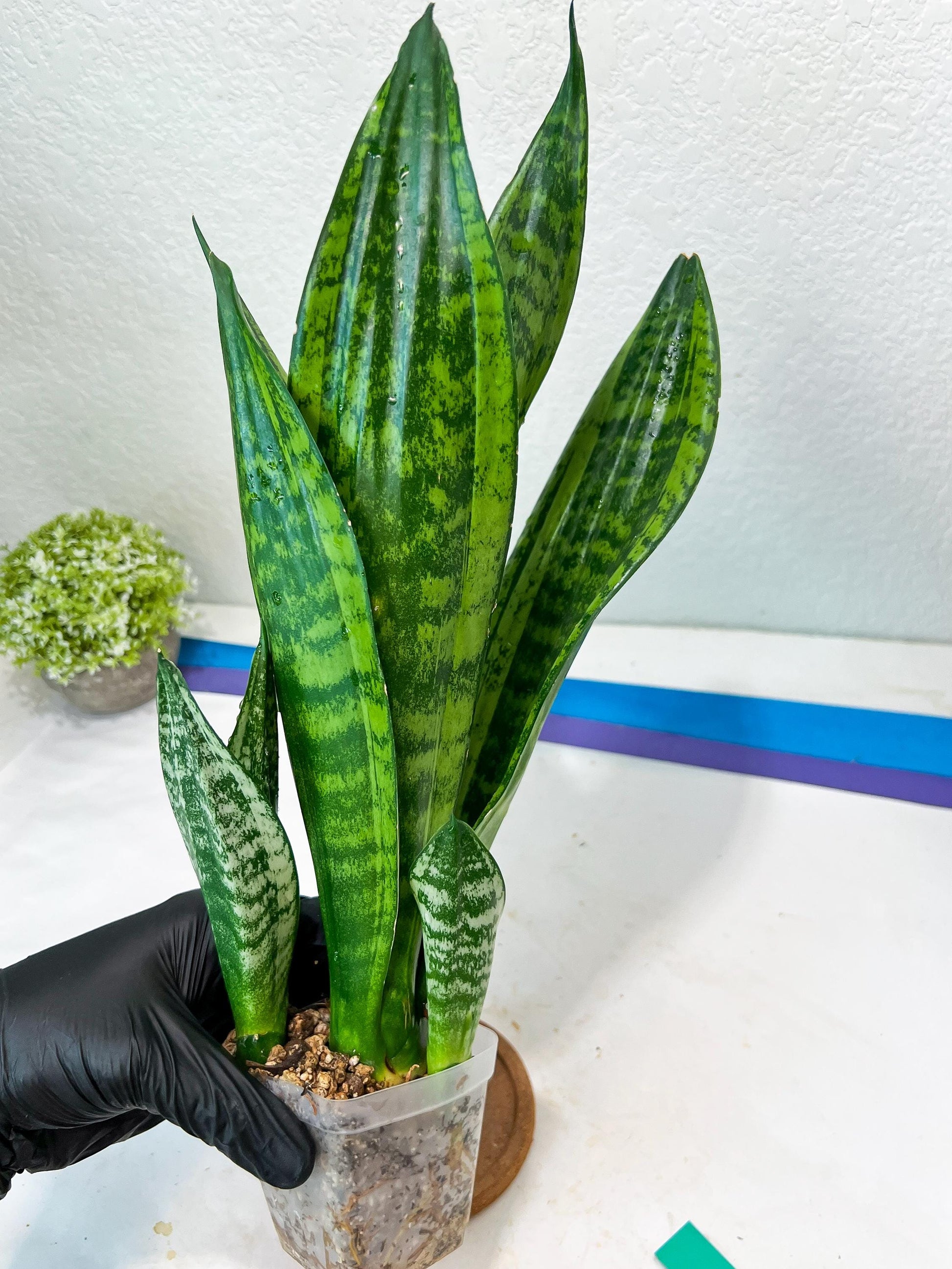 Sansevieria Moonshine Mutant (G) | Imported Plants