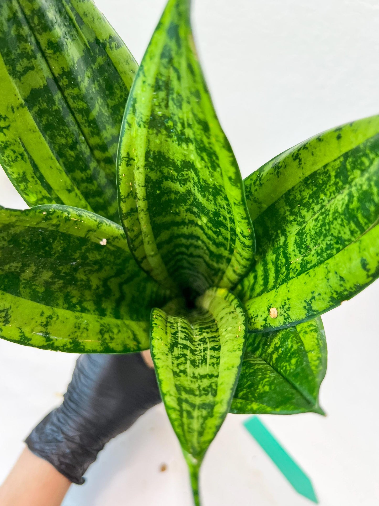 Sansevieria Moonshine Mutant (G) | Imported Plants