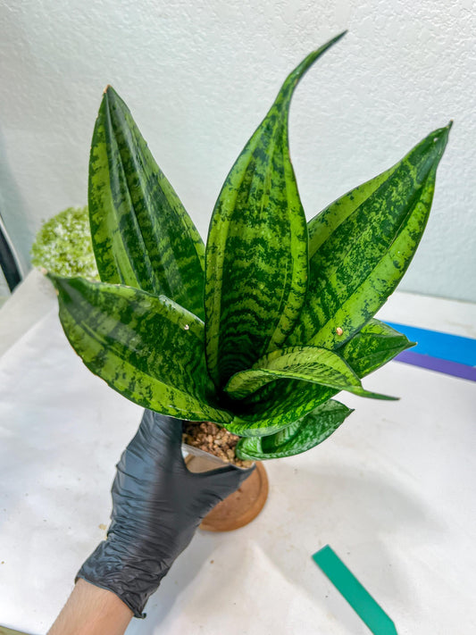 Sansevieria Moonshine Mutant (G) | Imported Plants