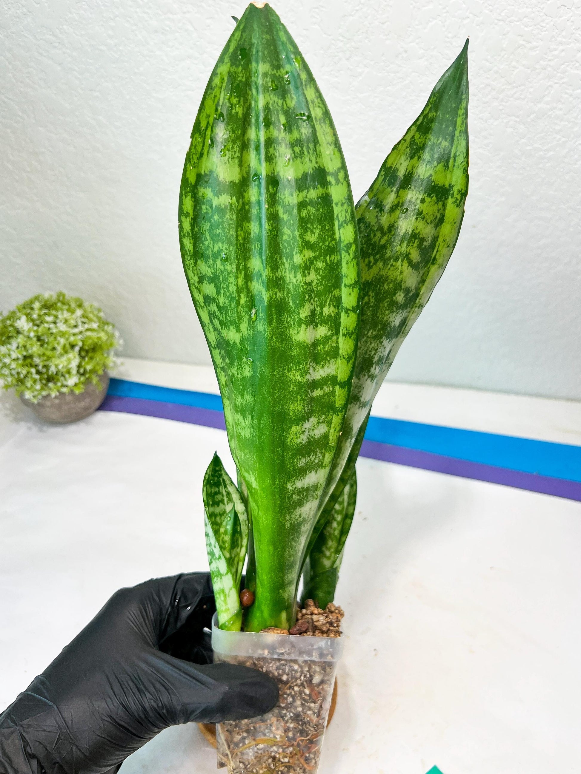 Sansevieria Moonshine Mutant (G) | Imported Plants