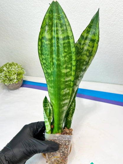 Sansevieria Moonshine Mutant (G) | Imported Plants