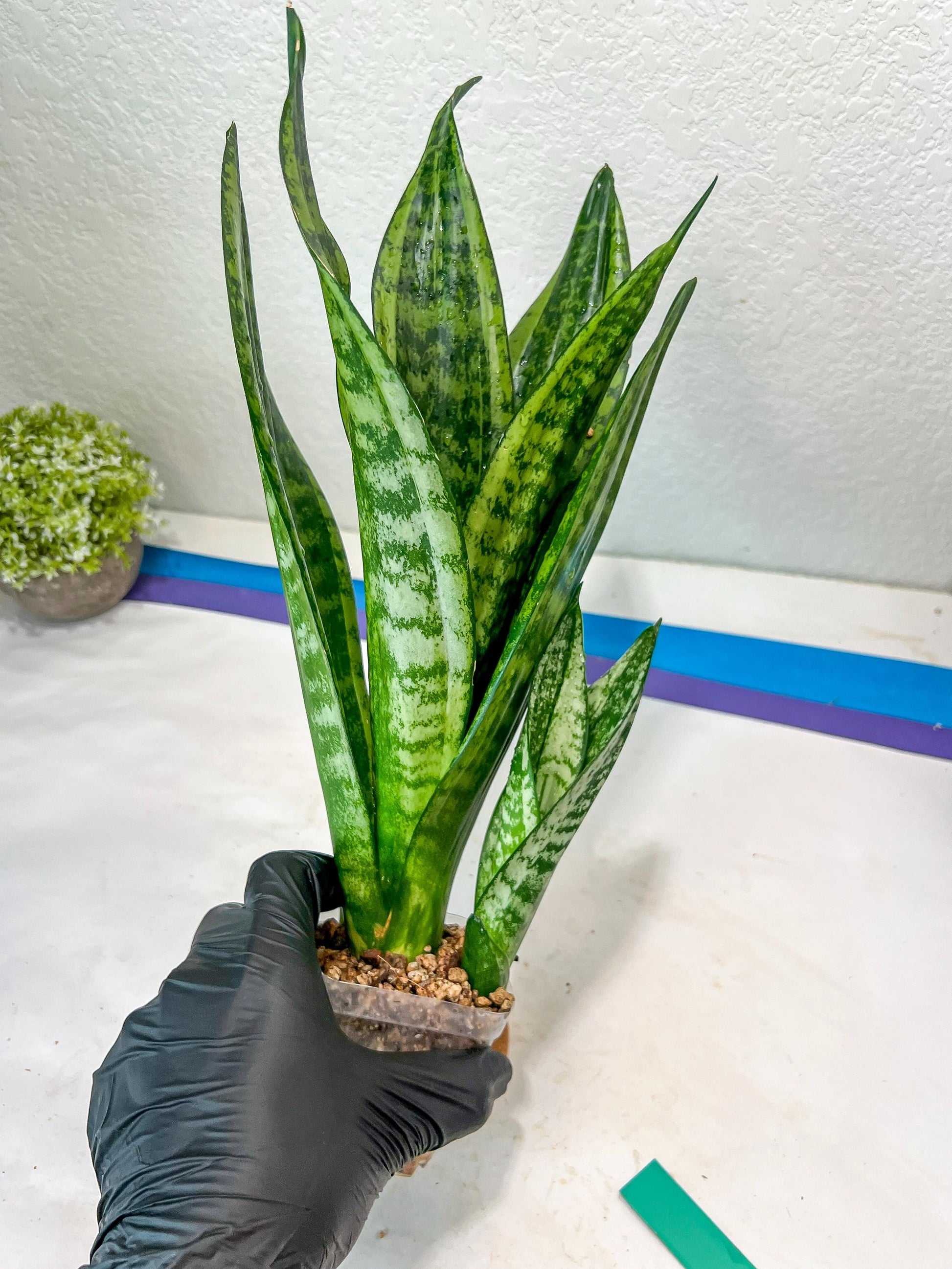 Sansevieria Moonshine Mutant (G) | Imported Plants