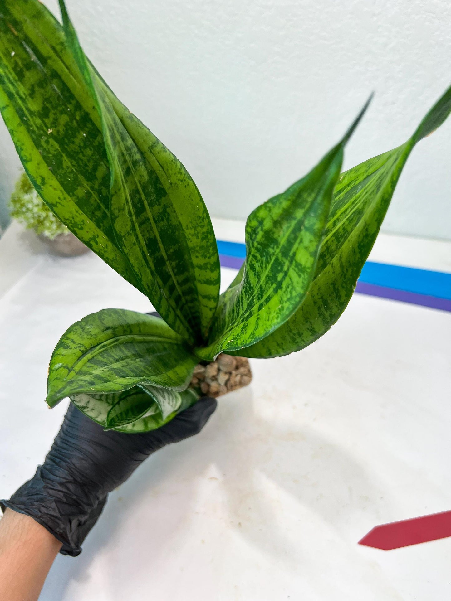 Sansevieria Moonshine Mutant (R) | Imported Plants