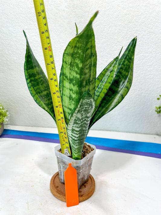 Sansevieria Moonshine Mutant (O) | Imported Plants