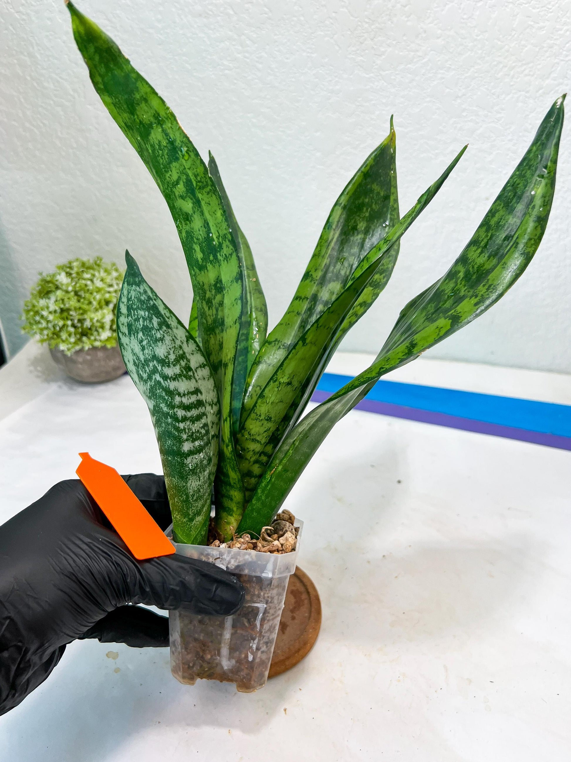 Sansevieria Moonshine Mutant (O) | Imported Plants