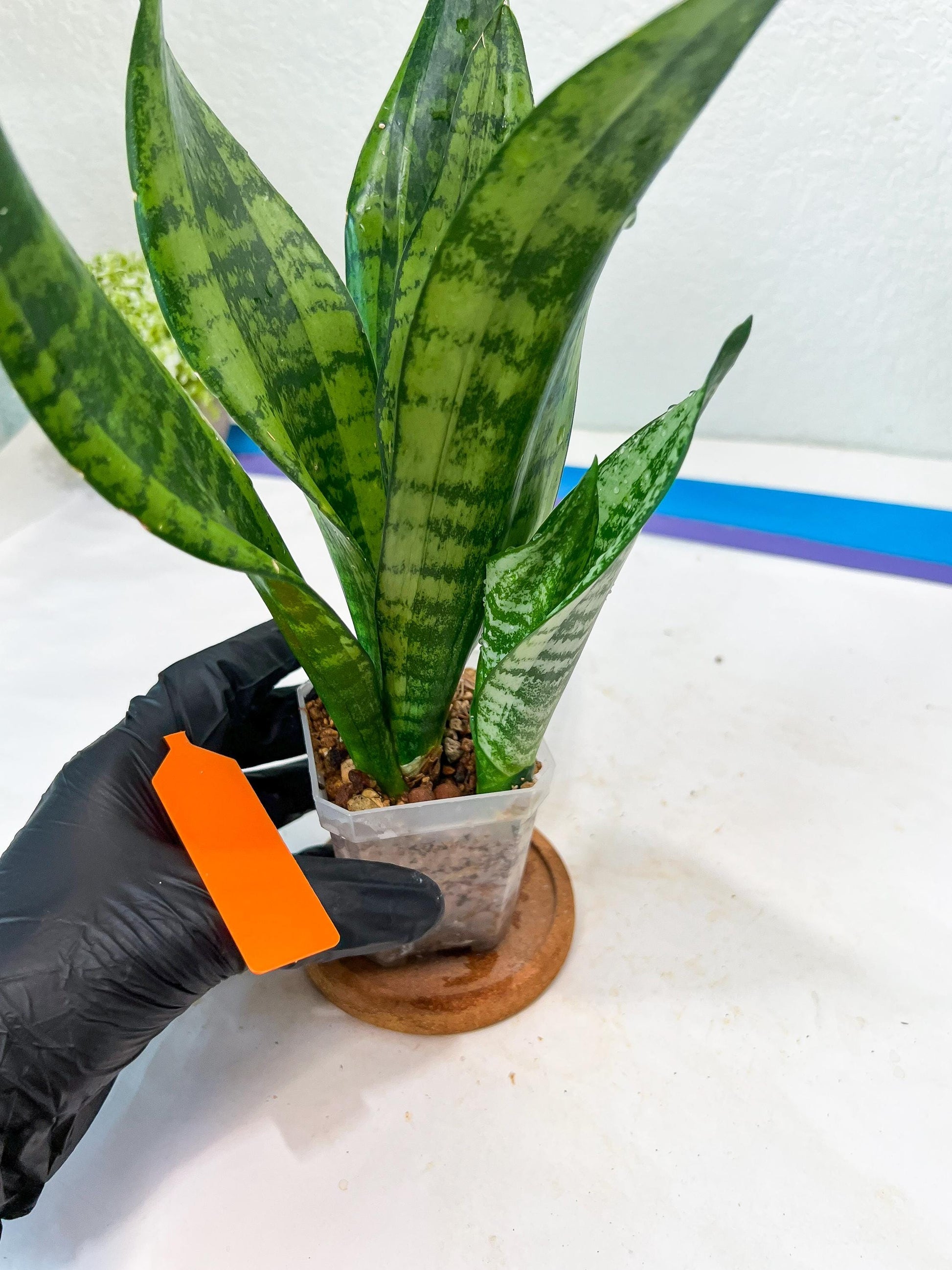Sansevieria Moonshine Mutant (O) | Imported Plants