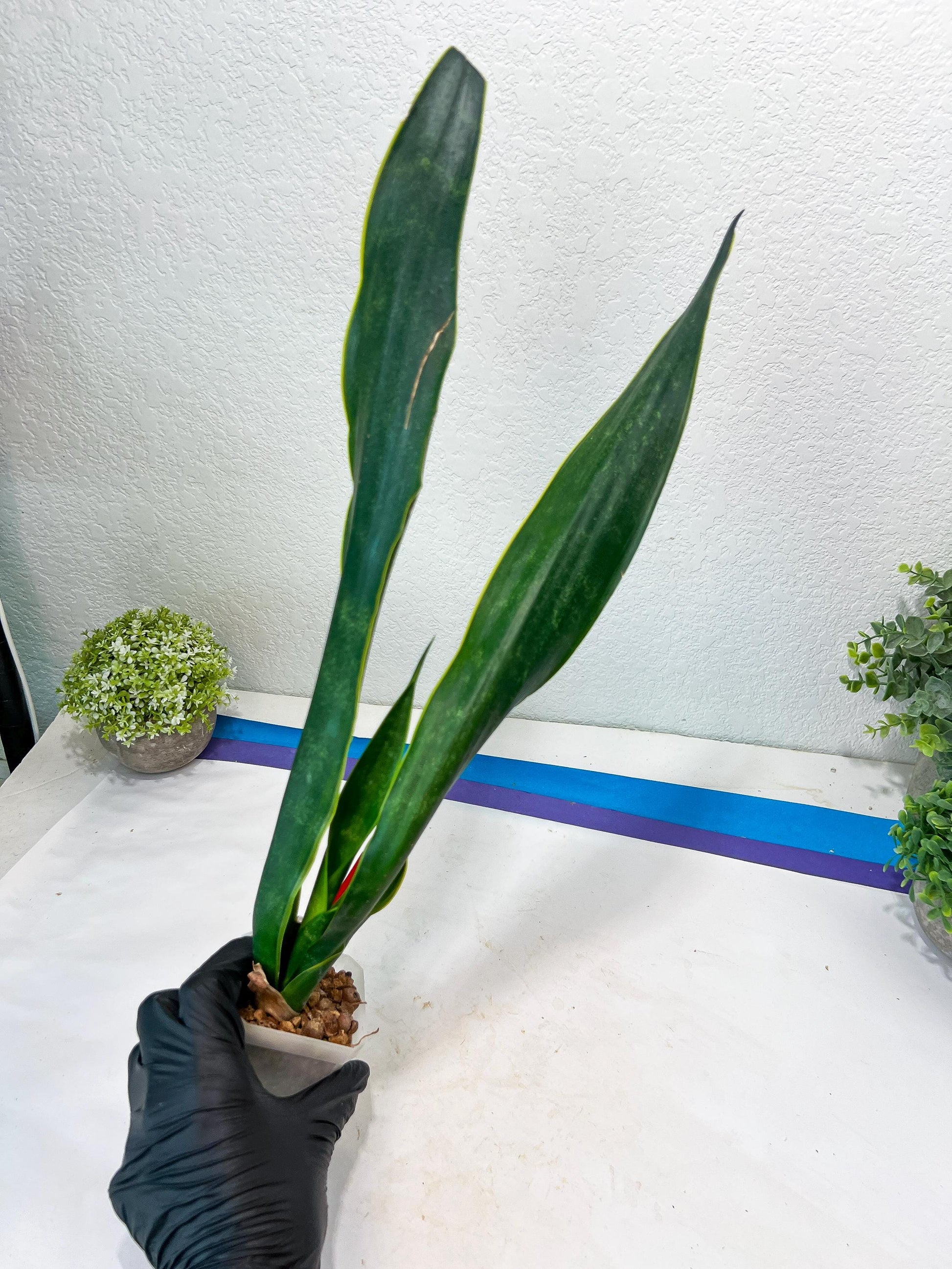 Sansevieria Trifasciata Lillian True Oil (G2) | Imported Plants
