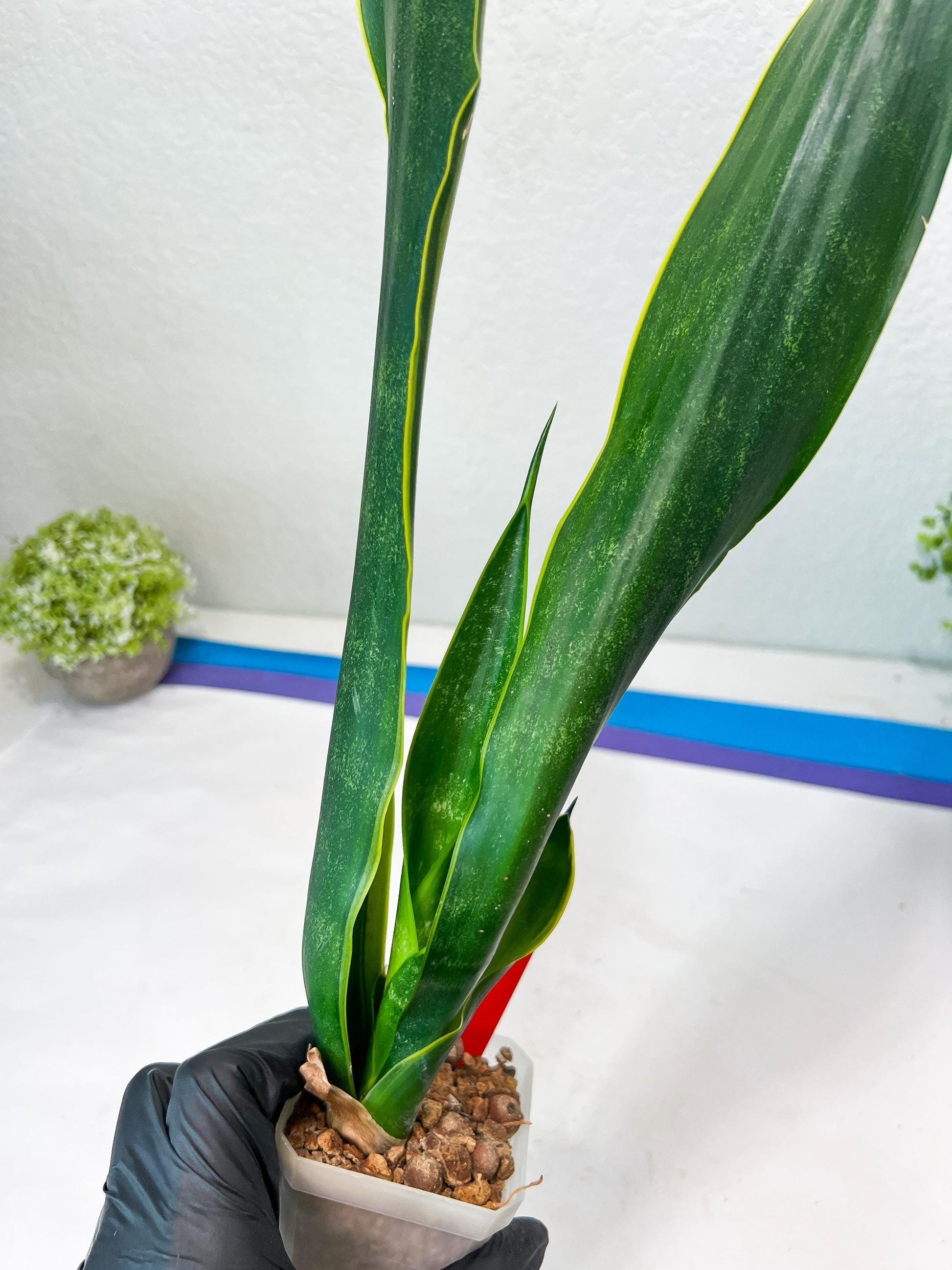 Sansevieria Trifasciata Lillian True Oil (G2) | Imported Plants