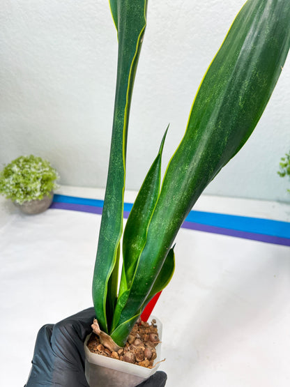 Sansevieria Trifasciata Lillian True Oil (G2) | Imported Plants