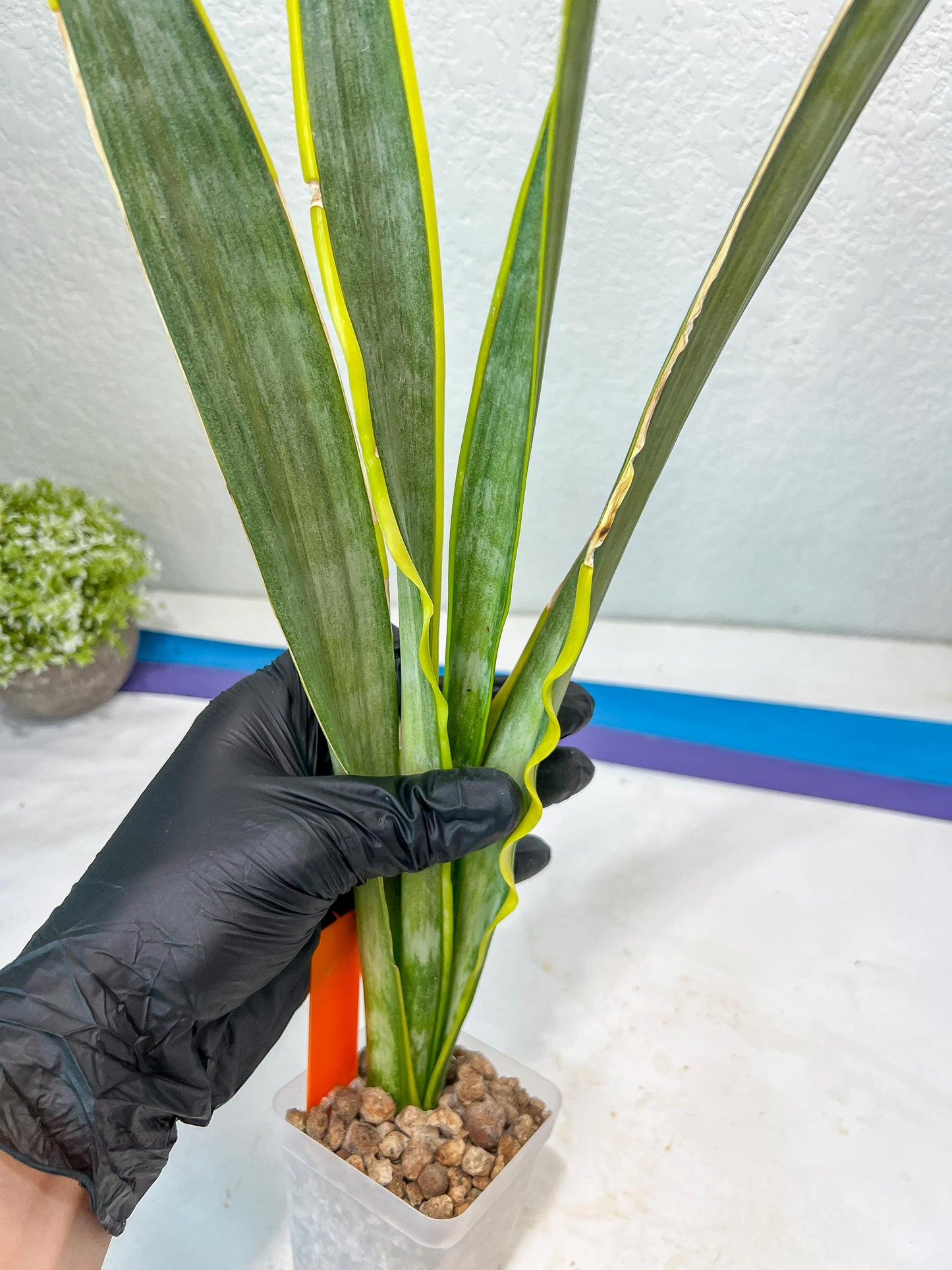 Sansevieria trifasciata Assalam | Imported Plants