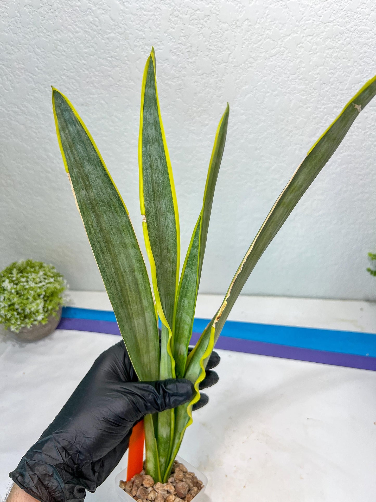 Sansevieria trifasciata Assalam | Imported Plants