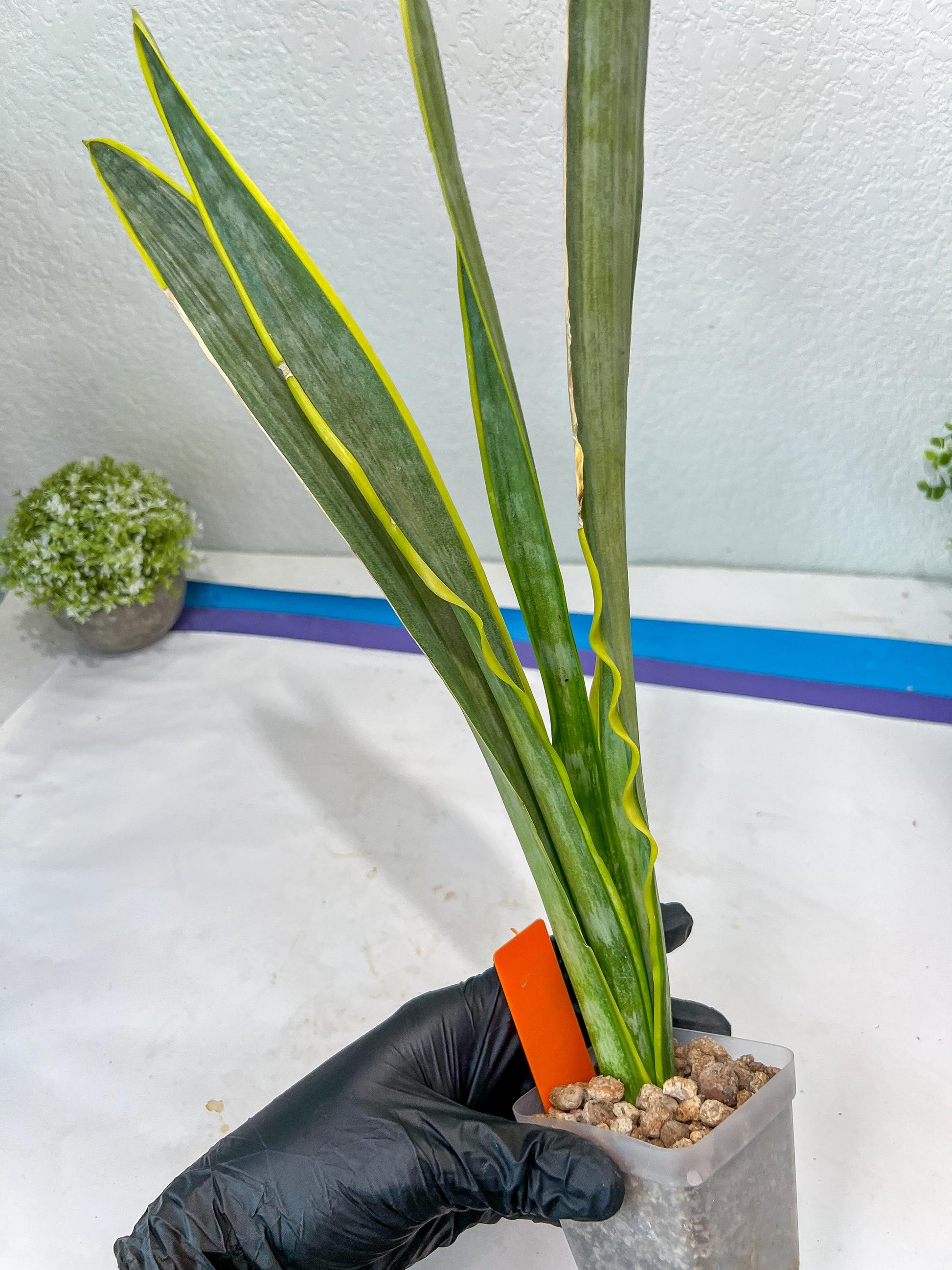 Sansevieria trifasciata Assalam | Imported Plants