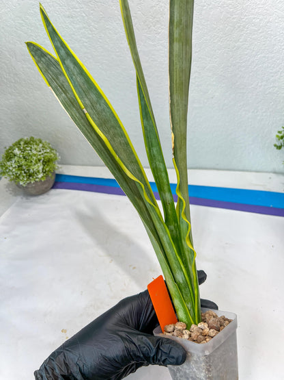 Sansevieria trifasciata Assalam | Imported Plants