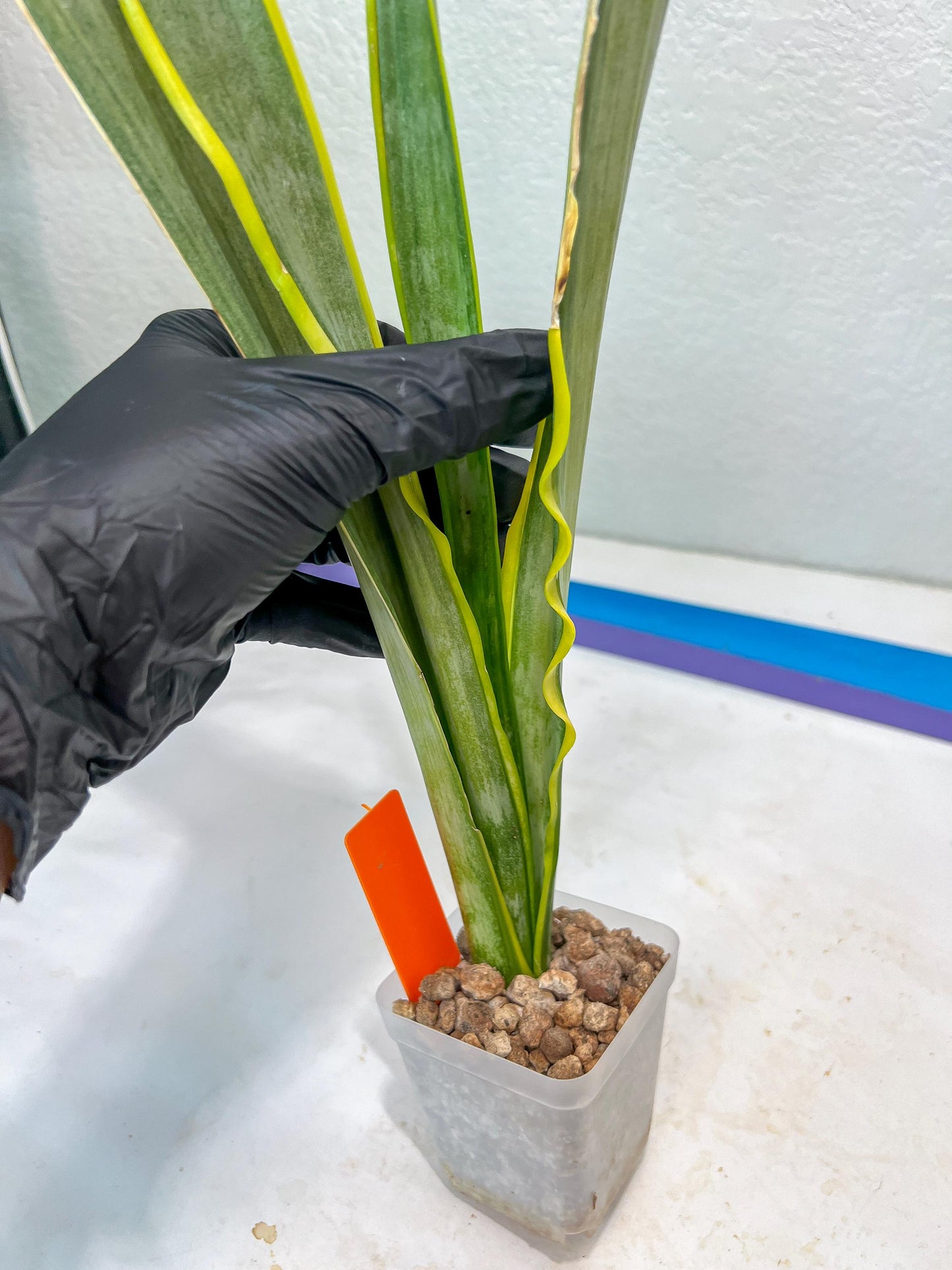 Sansevieria trifasciata Assalam | Imported Plants