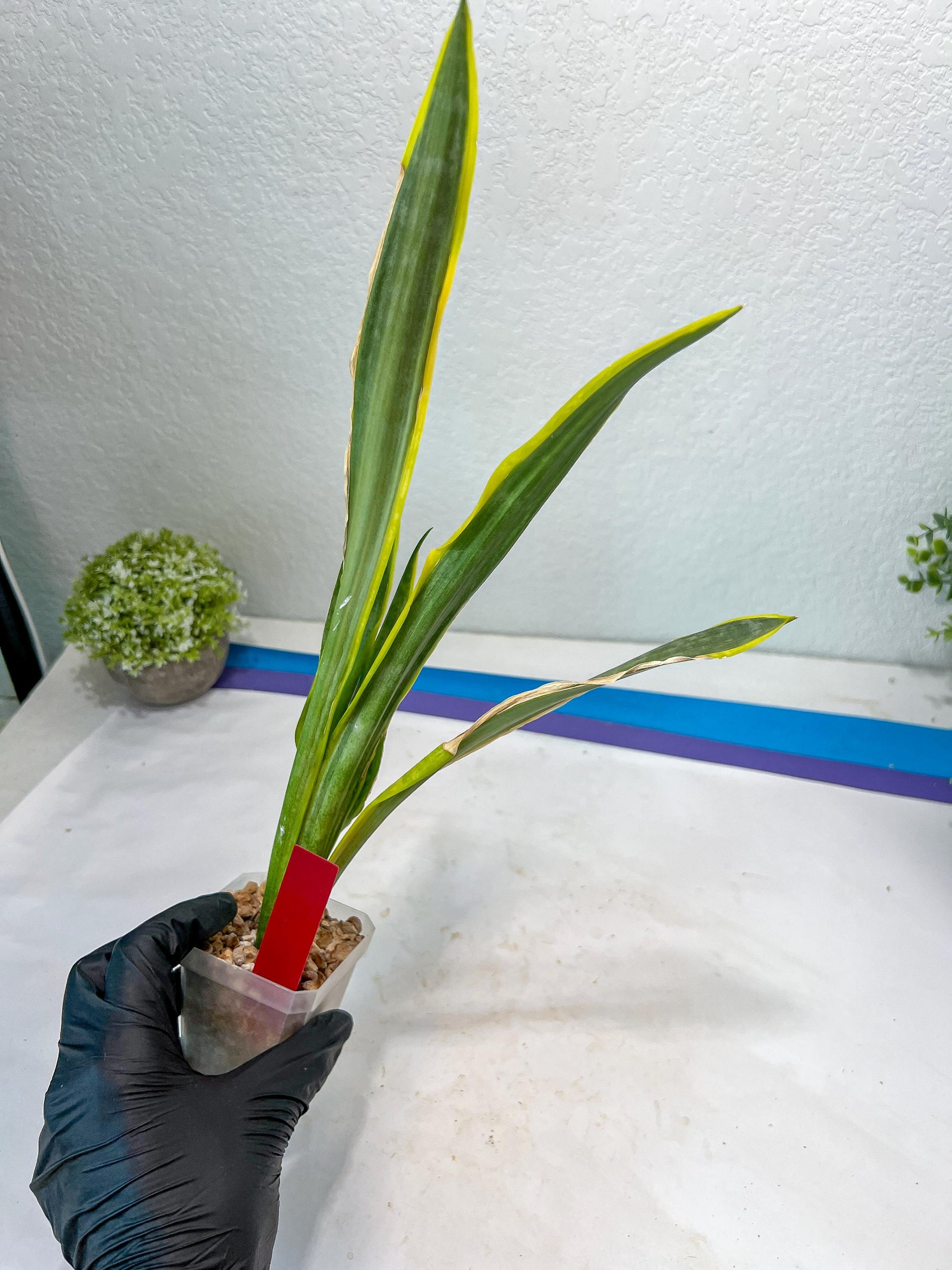 Sansevieria trifasciata Assalam (Red) | Imported Plants